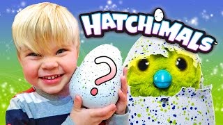 HATCHIMAL EGG SURPRISE HIS FIRST HATCHIMAL [upl. by Sugna]