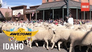 Idahos Trailing of the Sheep Festival  US of Awesome [upl. by Zebedee]