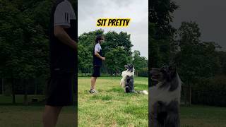 Come insegnare “SIT PRETTY” al CANE dogtrainer addestramentocani dogtraining dogtricks [upl. by Oler]