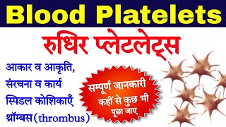 रुधिर प्लेटलेट्स  Blood platelets in hindi  platelets  rudhir platelets  thrombocytes function [upl. by Sivet]