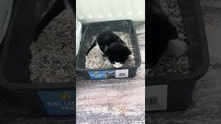 Kitty using litter tray for first time animal cat animalcat animalspecies catlover cute pets [upl. by Aynatahs]