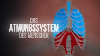 Atmungssystem  Aufbau und Funktionsweise der Lunge Animation [upl. by Ntsyrk]