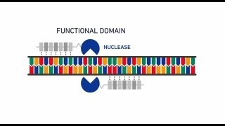 Genome editing with GeneArt® Precision TALs [upl. by Enalahs69]