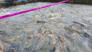 HOW TO FEEDING TENS OF THOUSANDS OF HUNGRY GRASS CARP FISH FARMING [upl. by Norraf]