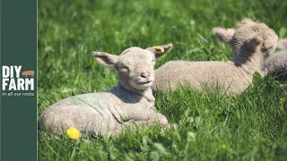 LAMBS ARE ALL OUT  What were the FINAL NUMBERS 🐑🐑🐑 [upl. by Robma]