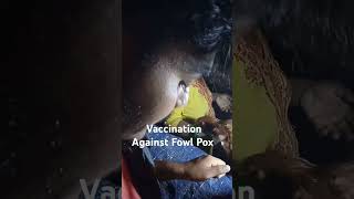 Vaccinations against fowl pox by wing web method shorts shortvideo [upl. by Ahsym]