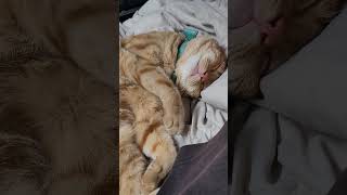 Catnipscat naps cat catvideos sleep catnap catnip [upl. by Yunick977]