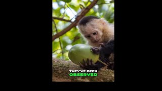 Discover the Clever Feeding Strategies of Capuchin Monkeys [upl. by Anairotciv695]