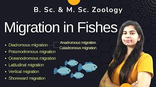 Migration in Fishes  Types of fish migration  II B Sc amp M Sc II Zoology [upl. by Mcclimans]