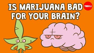 Is marijuana bad for your brain  Anees Bahji [upl. by Dubois]