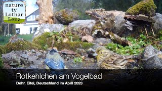 Hochbetrieb am Vogelbad Dohr Eifel Deutschland April 2023 [upl. by Alpheus342]