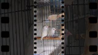 Finch bird farming in a profitable way birds finch farming profitable keeping breeding shorts [upl. by Iccir]