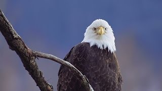 Southeast Alaska Chilkat Autumn Ice amp Eagles [upl. by Nickey]