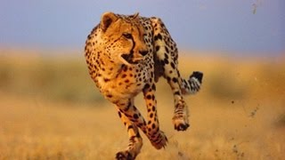 Cheetah fastest on earth الفهد الصياد اسرع حيوان على وجه الأرض 1 [upl. by Harriot]