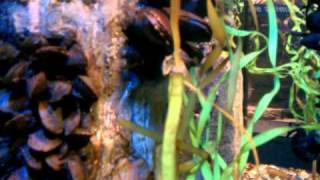 Fourspined stickleback building a nest at the New England Aquarium [upl. by Endys]