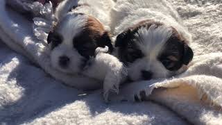 Bailey Shichon Puppies Shihtzu Bichon Puppies Timbercreekpuppies Teddybear puppies Playday video [upl. by Hamlani]