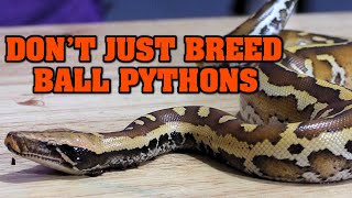 Breed something else BESIDES BALL PYTHONS Here is WHY [upl. by Harts]