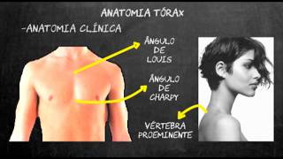 Semiologia médica pulmonar  Parte1 [upl. by Enaoj]