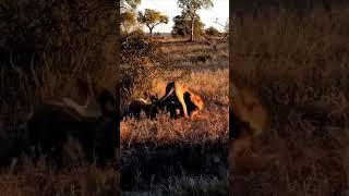 Lion hunt hyena animals wildlife wildanimals foryou fyp [upl. by Aviva537]