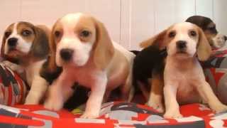 Beagle Cachorros Criadors de Gossos  HOTELCAN [upl. by Audwin]