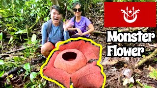 🌺 Finding RAFFLESIA  BIGGEST flower in the world Lojing highlands KELANTAN 萊佛士花 [upl. by Lydell]