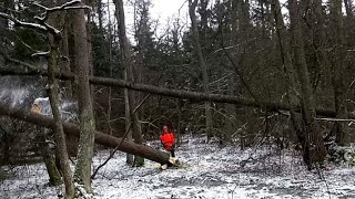 VERY DANGEROUS Felling Trees Chainsaw Husqvarna 560XP [upl. by Doscher]