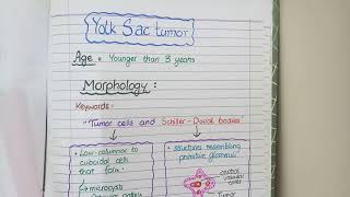 SEMINOMA and NONSEMINOMAS  Testicular Cancers Pathology [upl. by Rafferty]