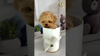 maltipoo puppy мальтипу pets маленькиесобачки щенки питомниксобак dog doglover [upl. by Sydalg]