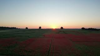 Harlestone Poppies [upl. by Adnama]