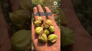 ഞൊട്ടാഞ്ഞൊടിയൻ കഴിച്ചാൽ ഉള്ള ഗുണങ്ങൾ😱goldenberry medicinal plant viral shorts trend [upl. by Annaegroeg]