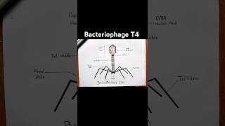 Easy bacteriophage T4 diagram [upl. by Analim]