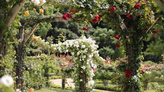 Rose Garden 🌹 Jardin de Bagatelle Romantic allure 4K May 2021 [upl. by Meuser]