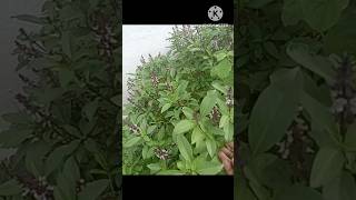 sabja seeds treepleasesubscribeviral short [upl. by Solakcin]