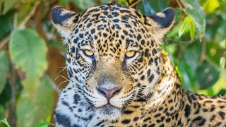 Jaguars of the Pantanal  Birds and Wildlife at Porto Jofre  Mato Grosso Brazil 2023  4KVideo [upl. by Saidee707]