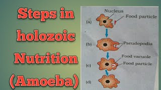 Steps in holozoic Nutrition Chapter 6 NCERT  Video 4 [upl. by Cohbert960]