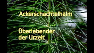 Ackerschachtelhalm  Überlebender der Urzeit [upl. by Asha]