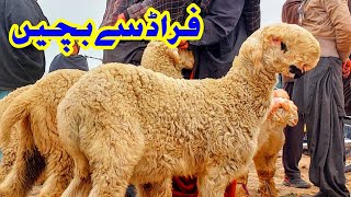 Mundra mandi dera ghazi khan Village Goat Farm 13112024 [upl. by Adella573]