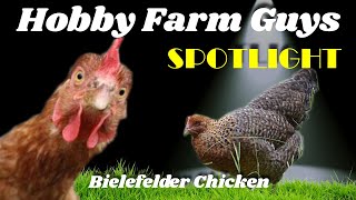 HFG Farm Animal Spotlight Bielefelder Chicken [upl. by Mistrot]