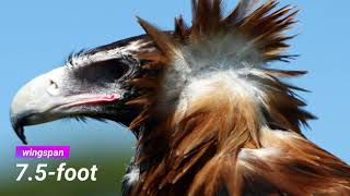 Top 9 Largest Eagles in the World HUGE Wings [upl. by Brass]