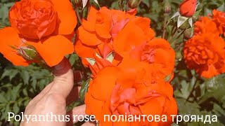 Polyantha rose jasmine and funny dog Поліантова троянда жасмін та весела собака [upl. by Vivle]