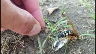 quotCicada Killerquot wasp stinging cicada [upl. by Darlene193]