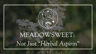 Meadowsweet Not Just “Herbal Aspirin” [upl. by Sirtaeb733]