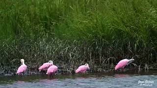 Roseate Spoonbills at The Landings on Skidaway Island 1080 [upl. by Mikael89]