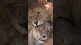 Lion love Shorts Ytshorts Animals [upl. by Smalley]