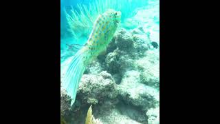 Scrawled Filefish filefish scrawledfilefish coralreef underwater fish [upl. by Anigal]