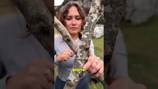 Crea una tumbona en el bosque 🌲 Créditos a marusyashiklina [upl. by Aicnorev301]