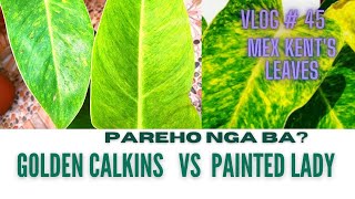 GOLDEN CALKINS VS PAINTED LADY  ANO ANG PAGKAKAIBA NG GOLDEN CALKINS SA PAINTED LADY [upl. by Iaht]