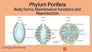 Phylum Porifera  Body forms maintenance functions and Reproduction in Poriferans [upl. by Linker867]