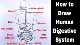 Human Digestive System Drawing  How to Draw Human Digestive System Diagram  मानव पाचन तंत्र चित्र [upl. by Zilvia]