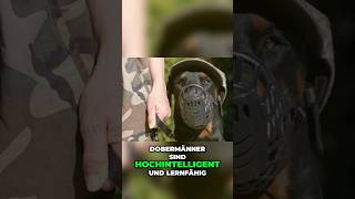 hochintelligente Militärhunde [upl. by Bryanty]